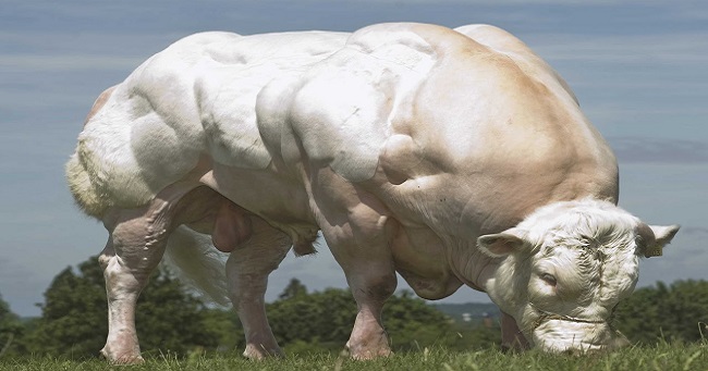 Super Muscular Animals super-muscular-animals